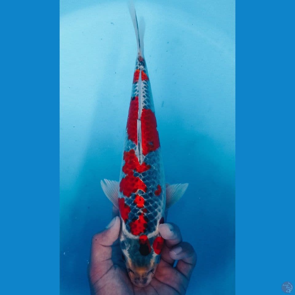 GOSIKI 30CM