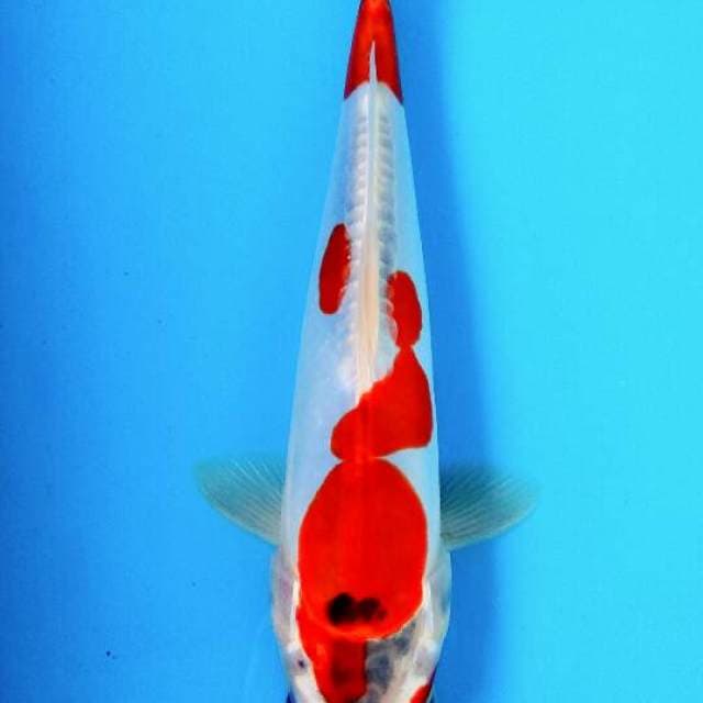 Kawarimono