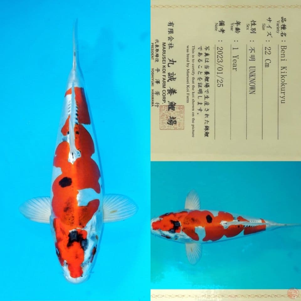SQ MARUSEI BENI KIKOKURYU 30CM