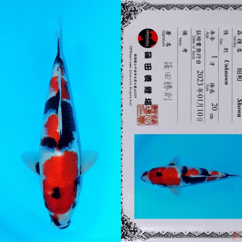 SQ SHINODA SHOWA SANSHOKU 28CM