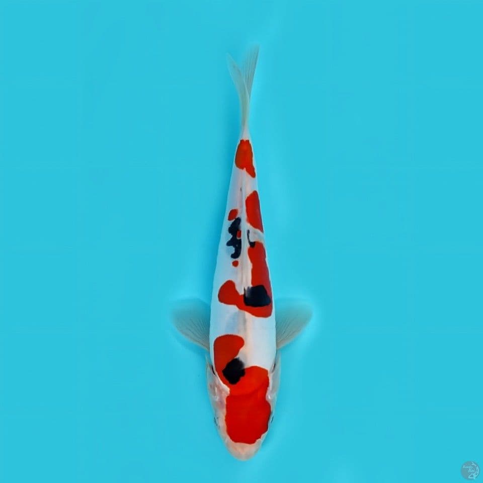 Sanke doitsu SQ -+20cm