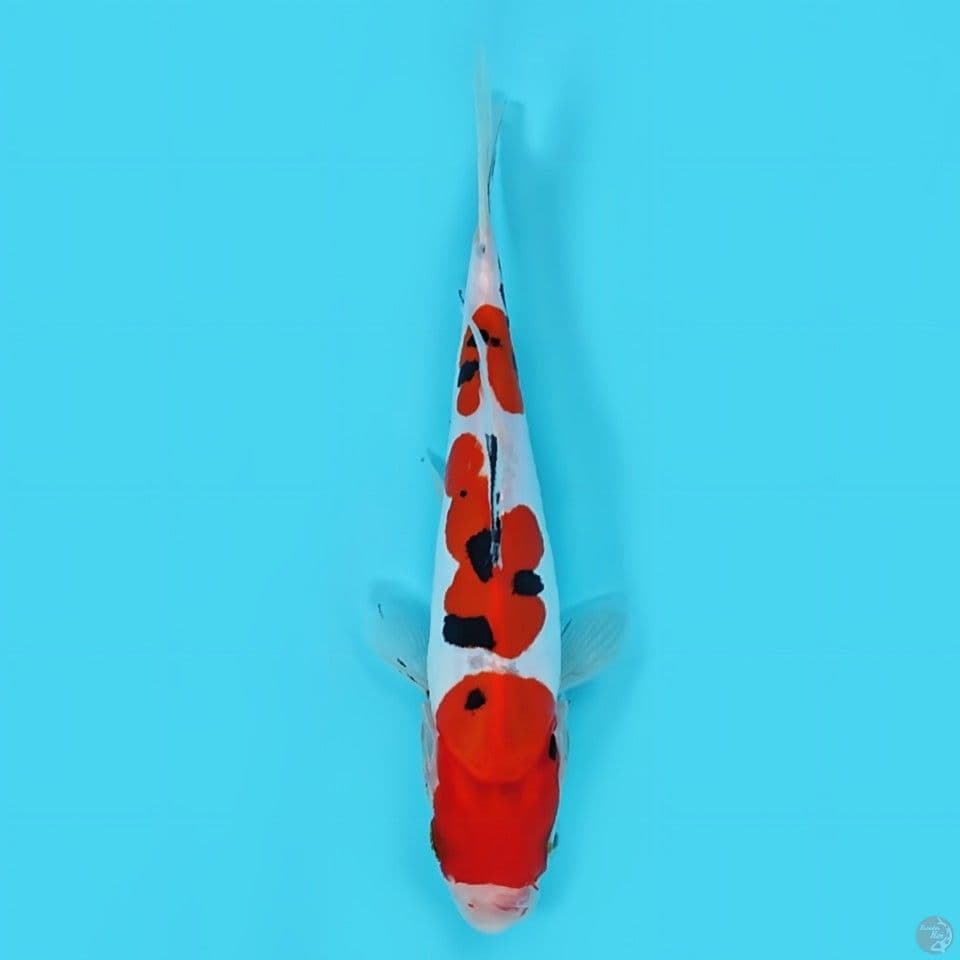 Sanke doitsu -+20 cm HQ