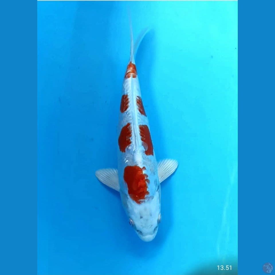 Kikushui 20cm