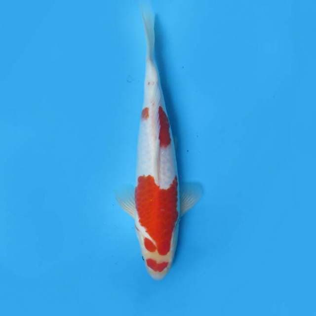 Kohaku 30cm