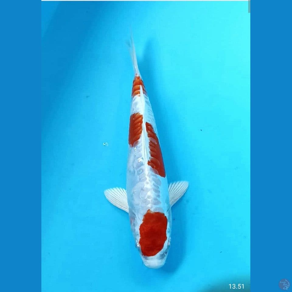 kikushui 22cm