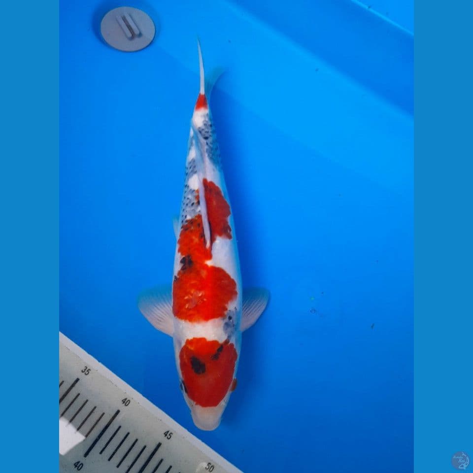 maruten showa 41 cm male ori