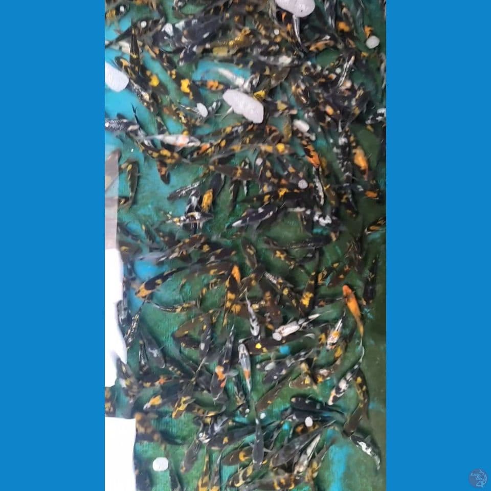 Bibit Grade Showa Ki Showa Ginrin mix 400ekor 6-11cm