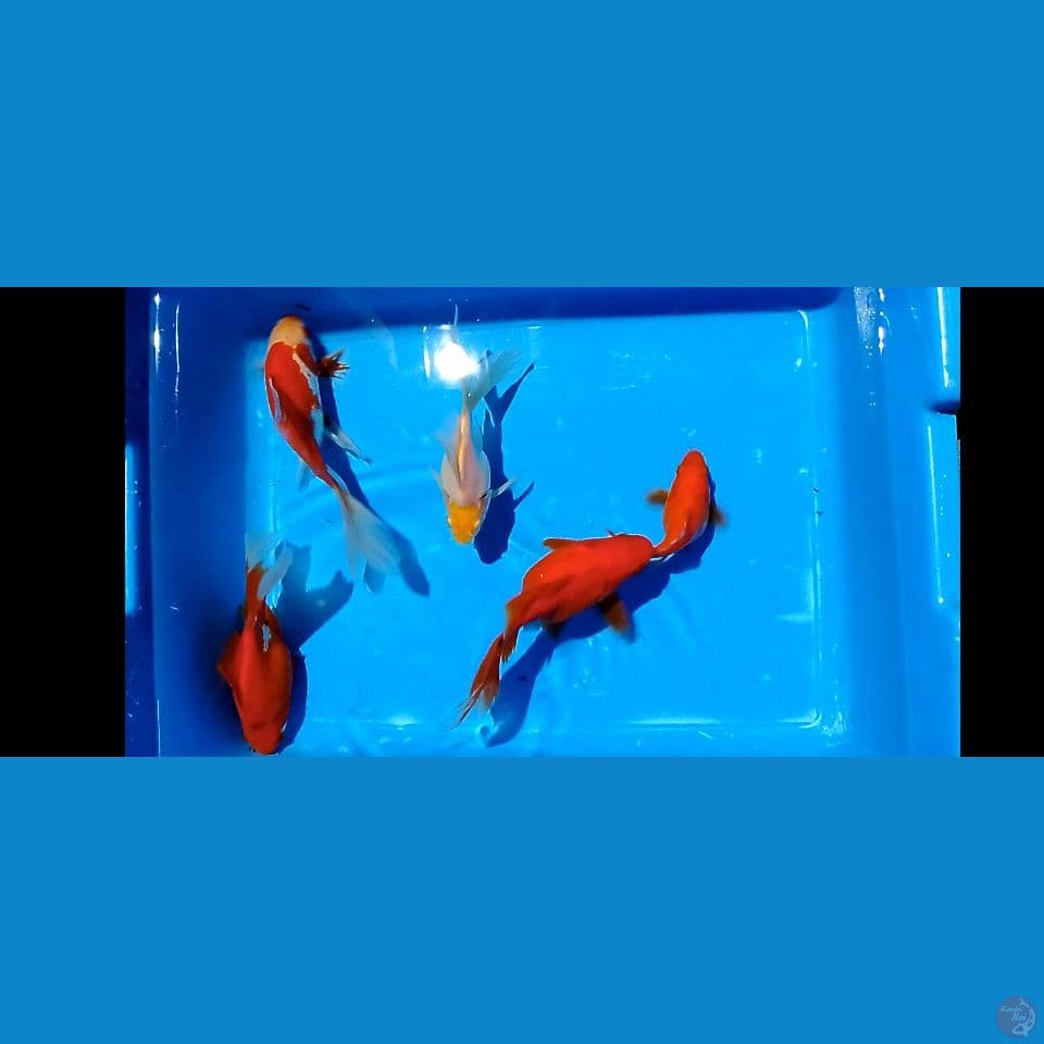 tamasba 10 15 16 16 17 cm