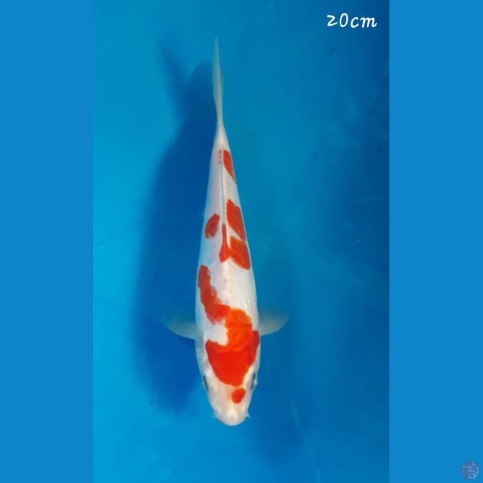 Kikushui 20cm