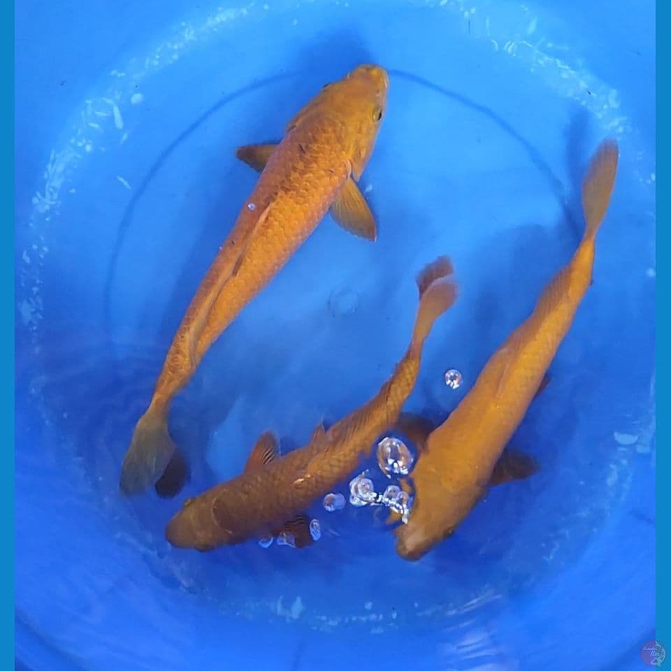 Trio Penjinak Kolam Chagoi Tembaga & Karamel 29-35 cm mix
