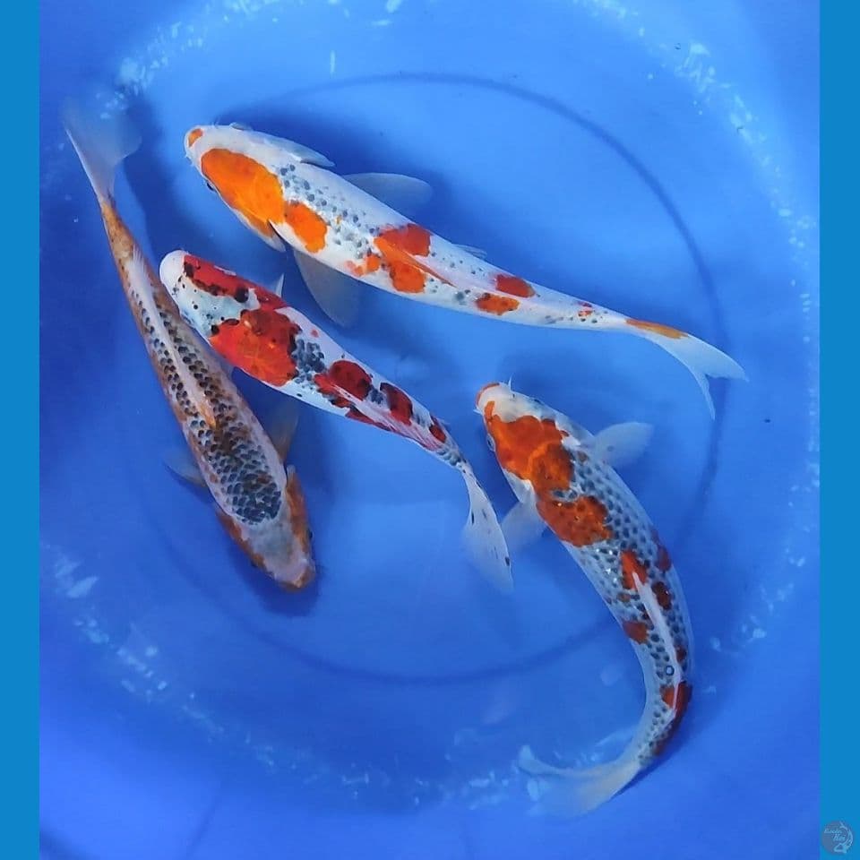 Quarted Ghosoki & Asagi 29-33 cm mix