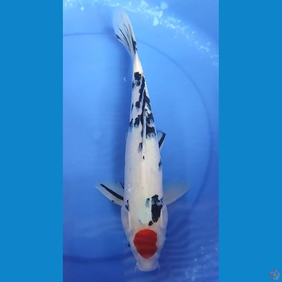 Original Tancho Showa 35 cm Jantan