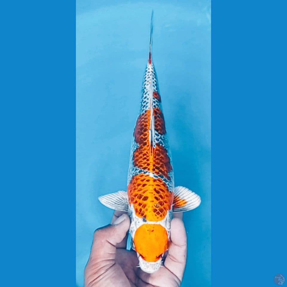 BEAUTY FULL (30CM)