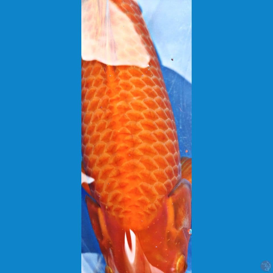 Red Karashi BL Khusnul Koi 50 cm Male