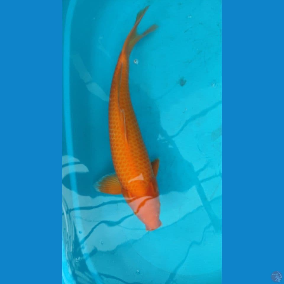 Red Karashi BL Khusnul Koi 50 cm Male