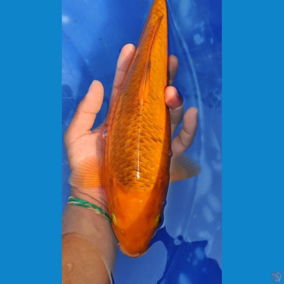 Caramel 33 cm // Uncheck