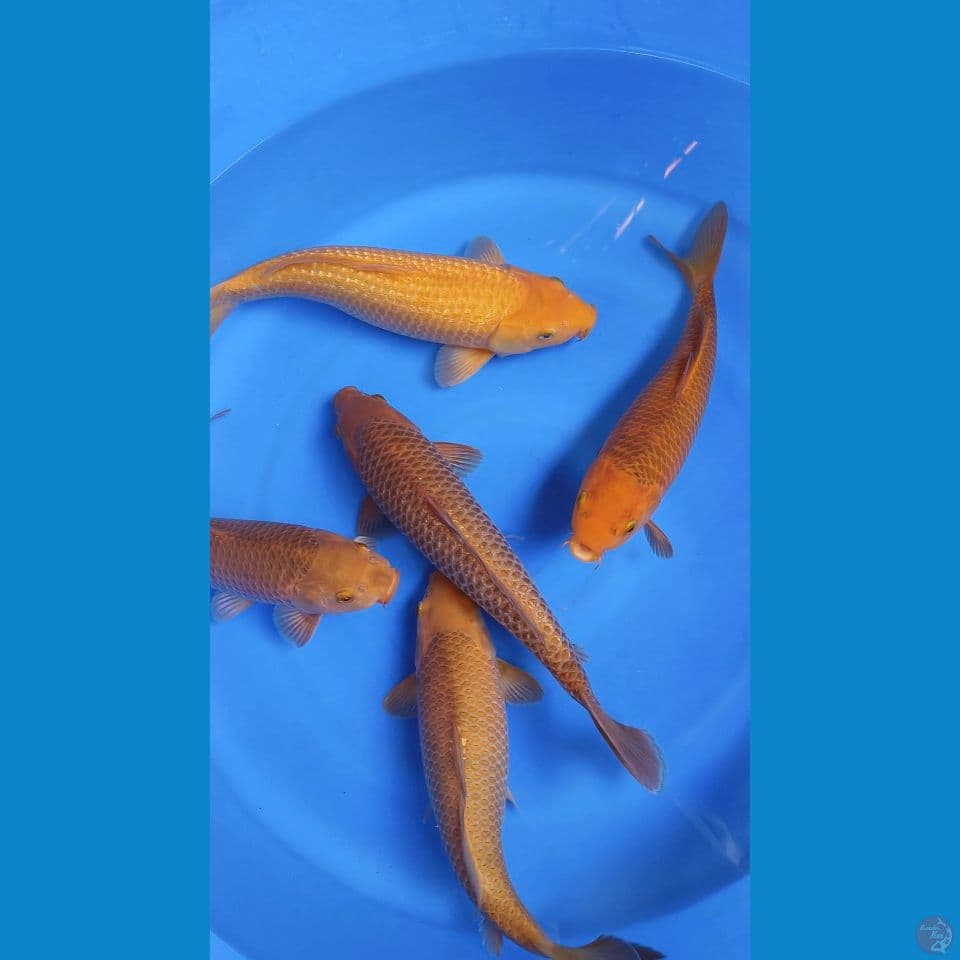 35-41cm