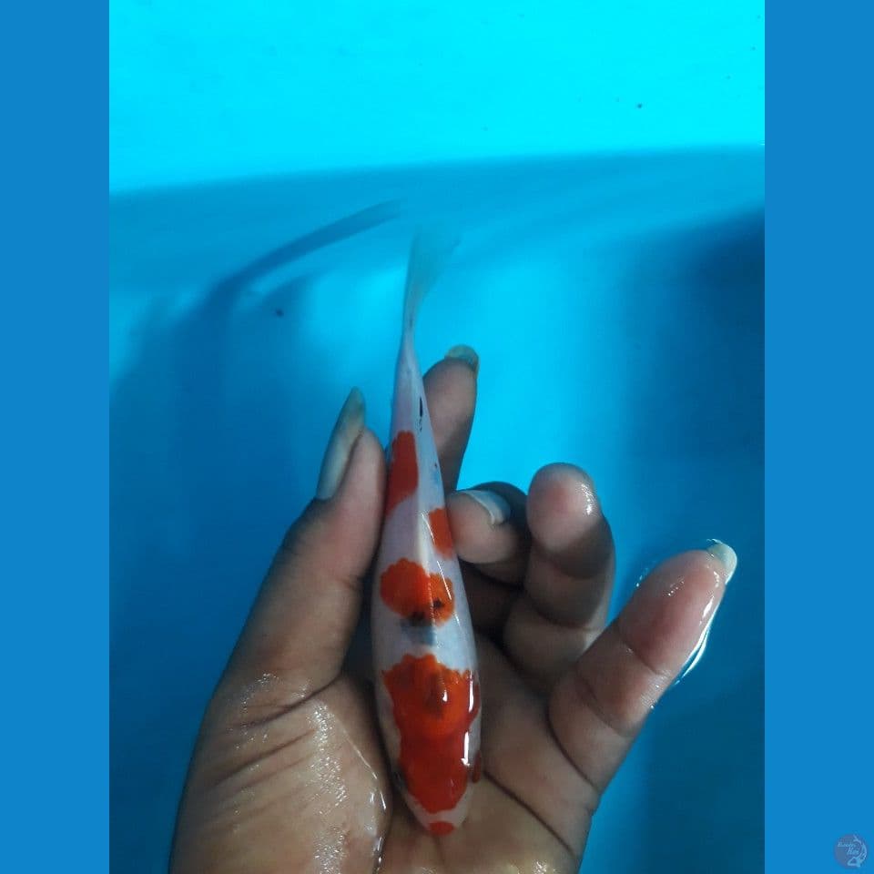 SQ sangke 14cm
