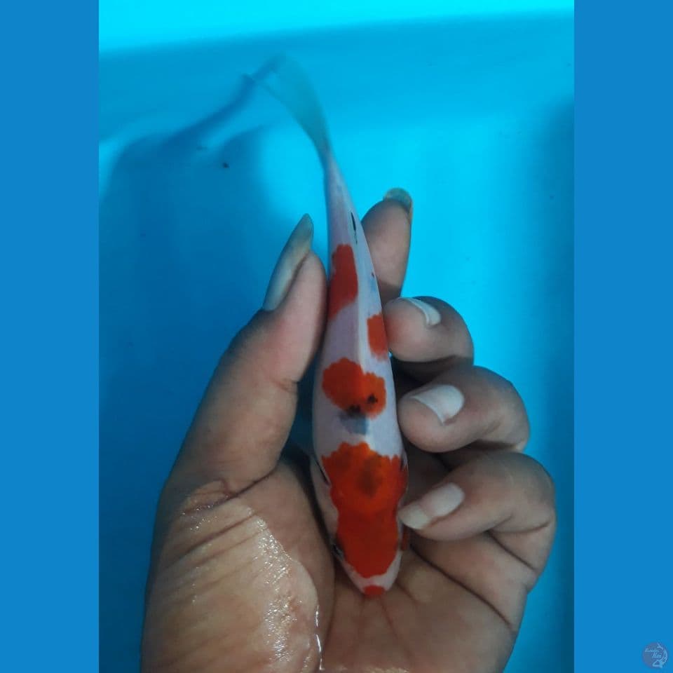 SQ sangke 14cm