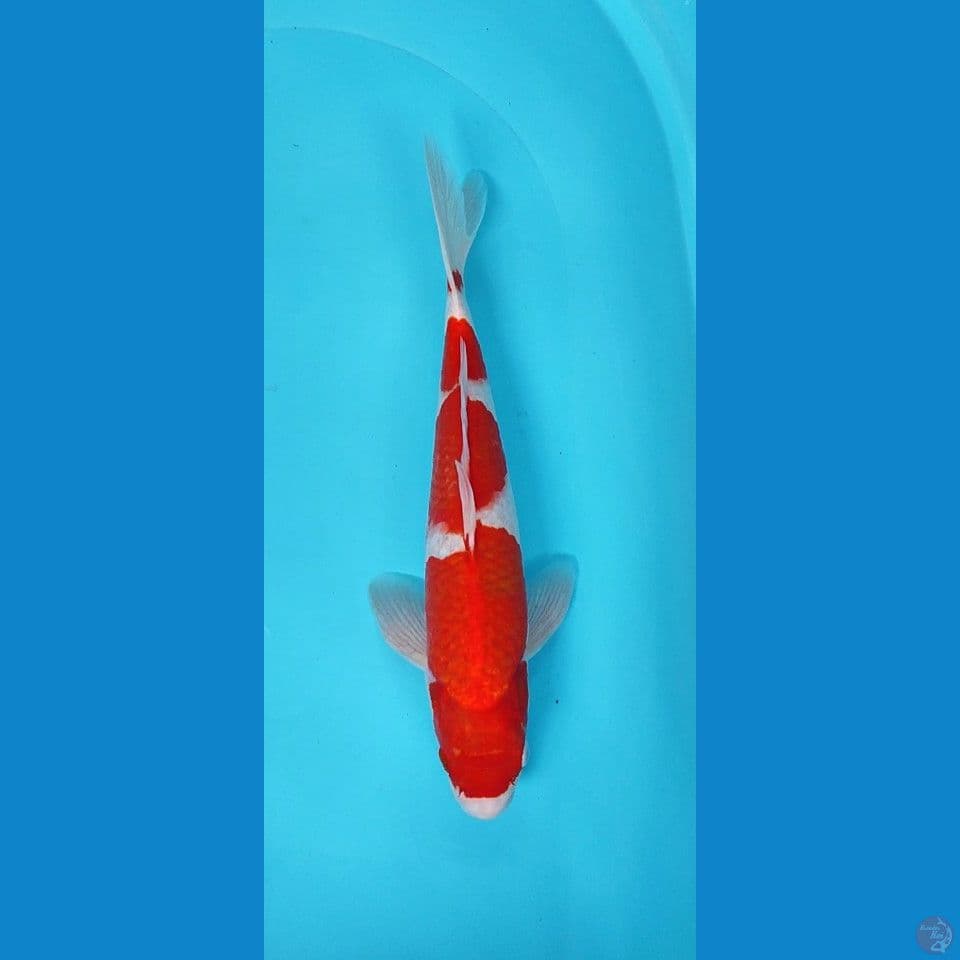 kohaku 40 cm red strong