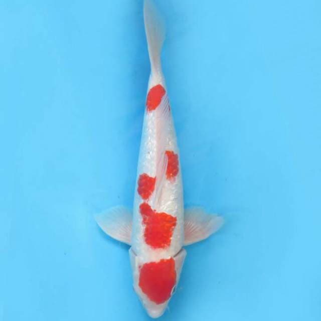 Kohaku ginrin male 38cm