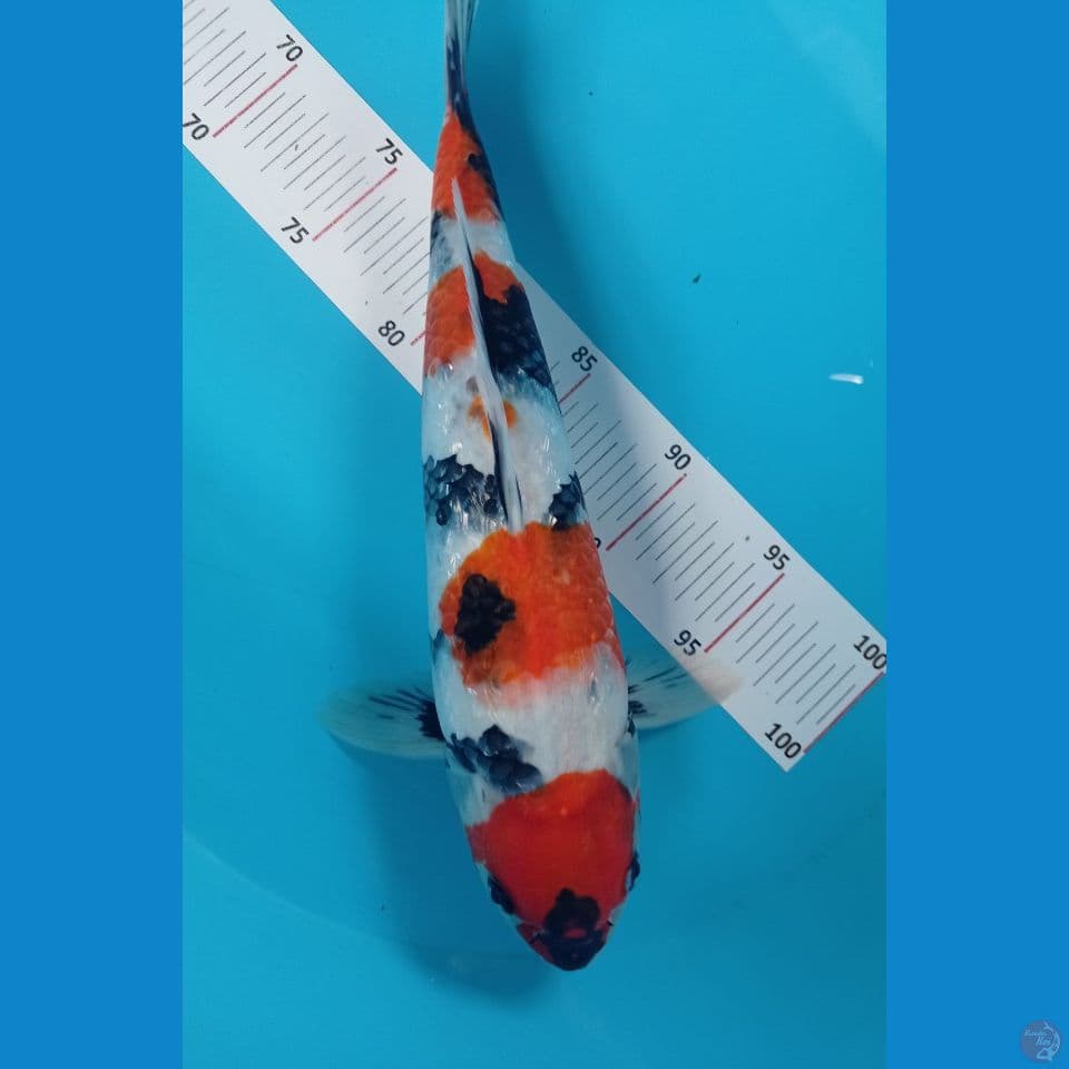 Showa SQ 35 cm ~ male