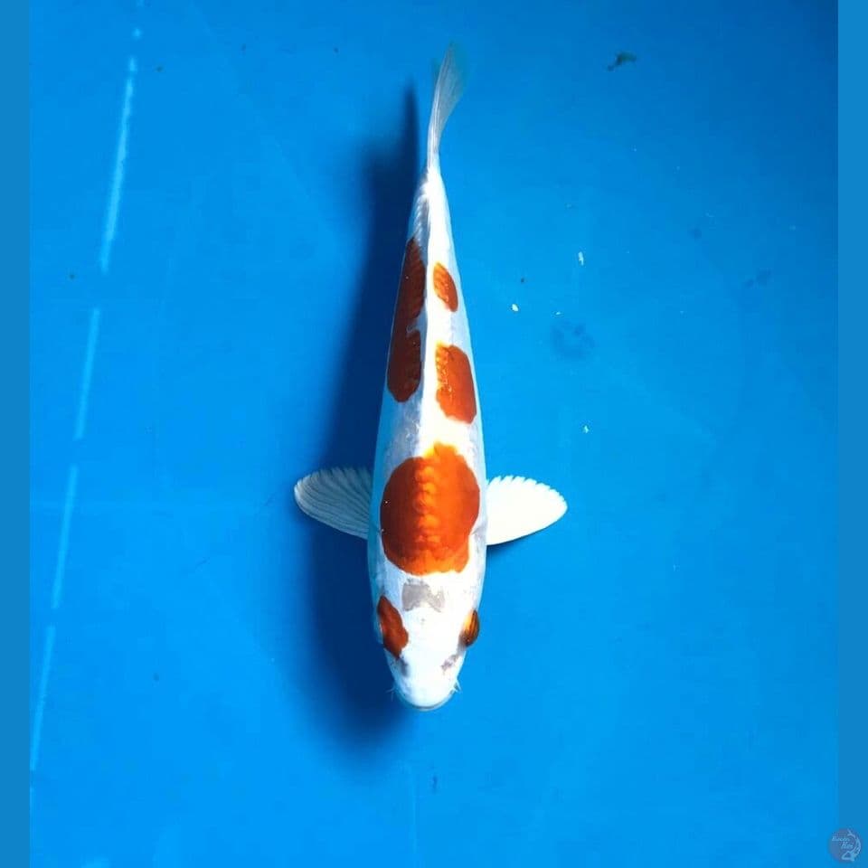 kikushui 20cm