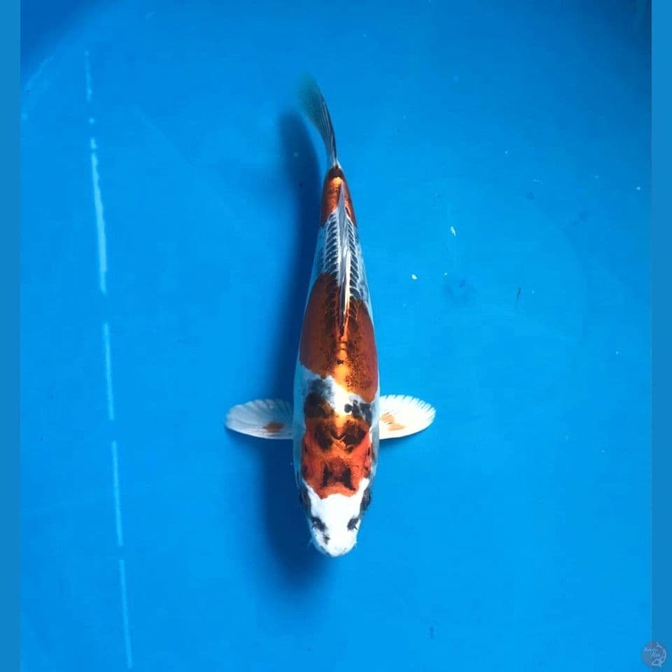kiko 21cm
