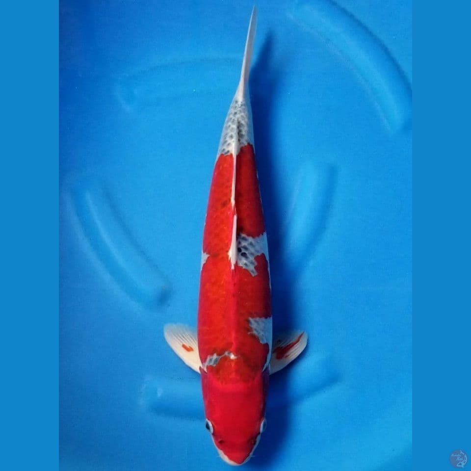 SUPER RED GOSHIKI 46 CM MALE