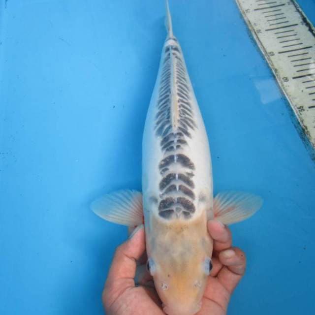 Shusui Body jos 43 cm
