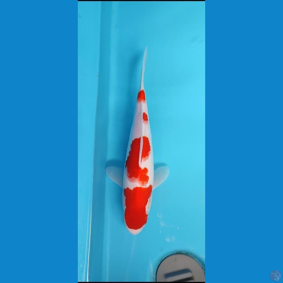 kohaku 27 cm original skin halus