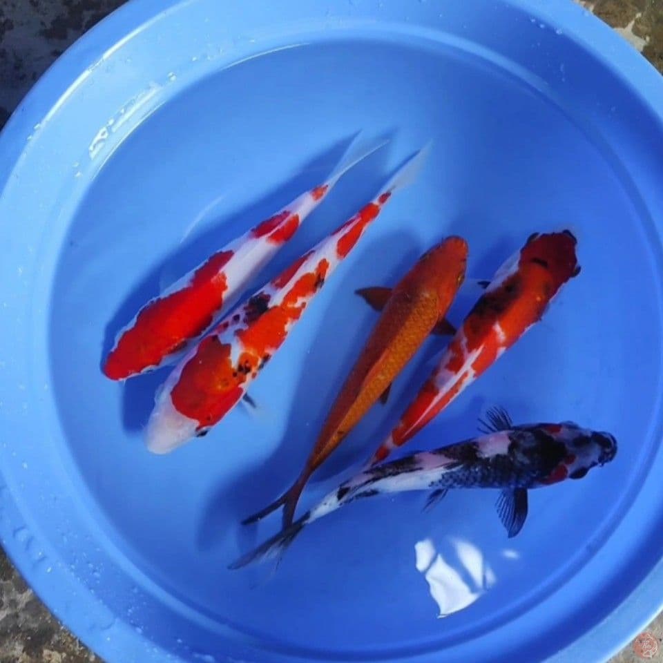 22-25CM
