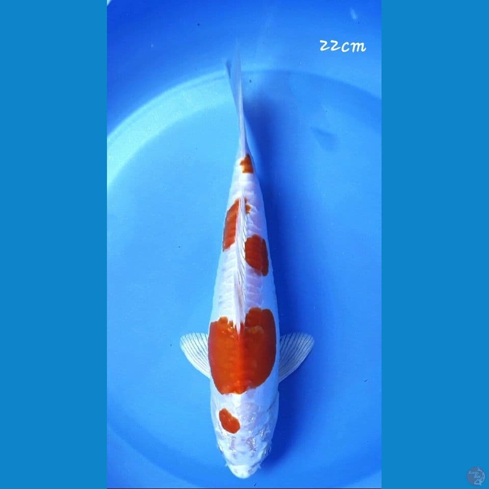 Kikushui 22cm