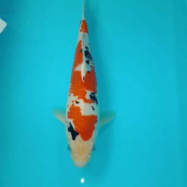 Sanke kanoko 27 cm
