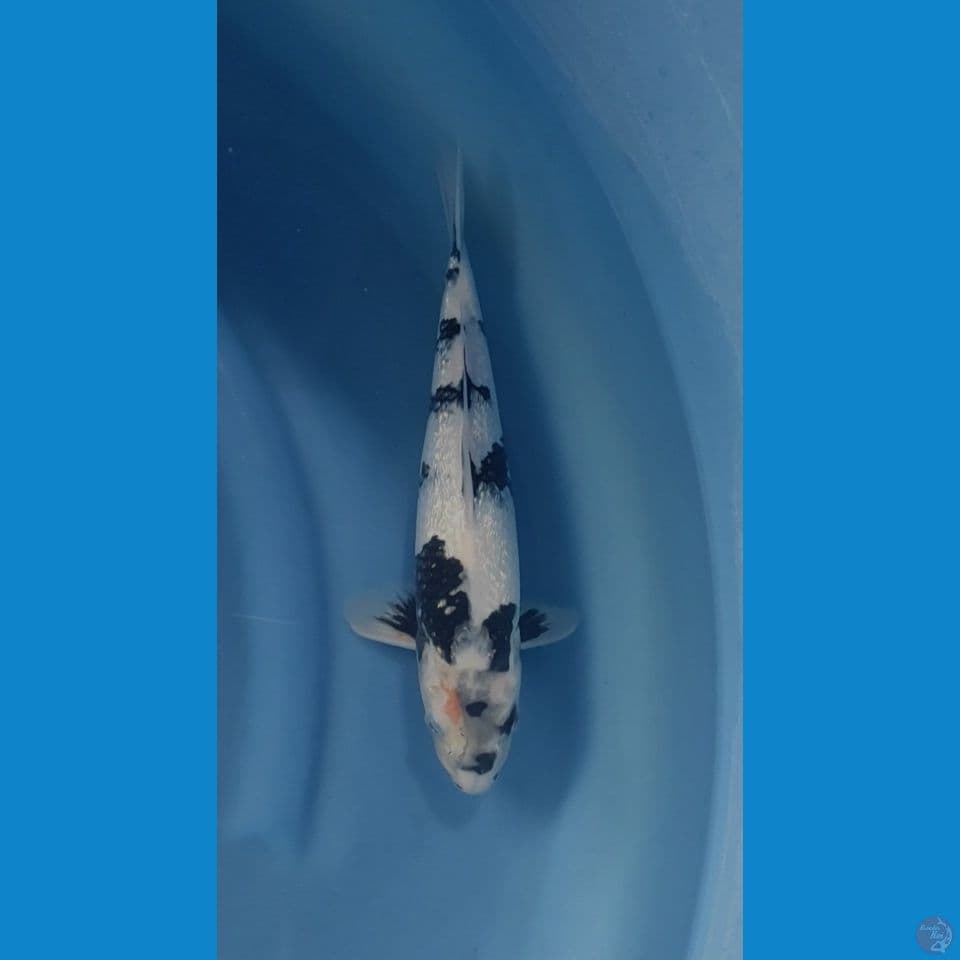 shiro gindrind male 33cm
