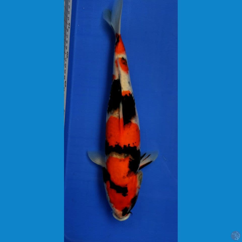 Showa f-38cm