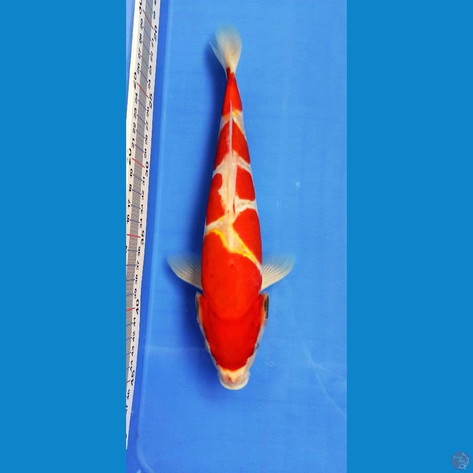 Kohaku 27cm