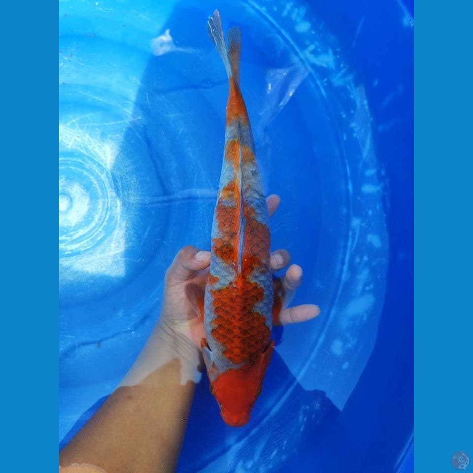 SABIKOYO 40 cm HQ