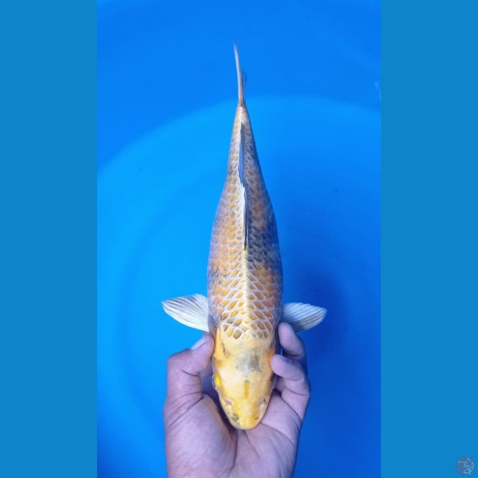 KIN SHOWA 40CM