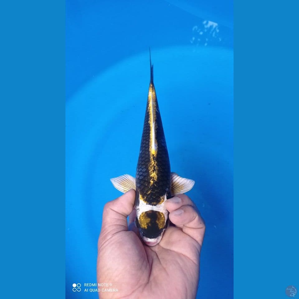 kabuto 27cm
