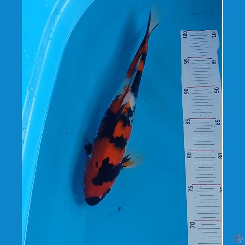 Showa 31 cm male
