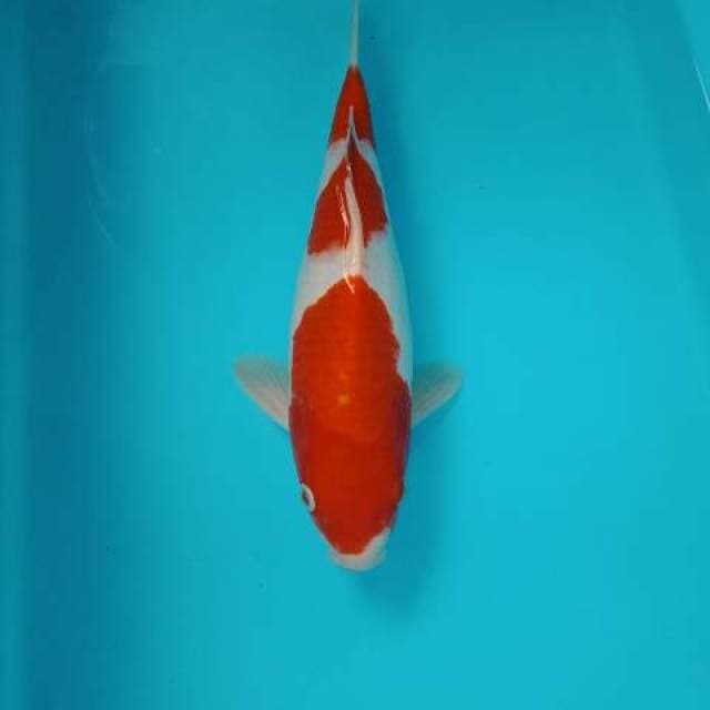 Kohaku 3 step 28 cm