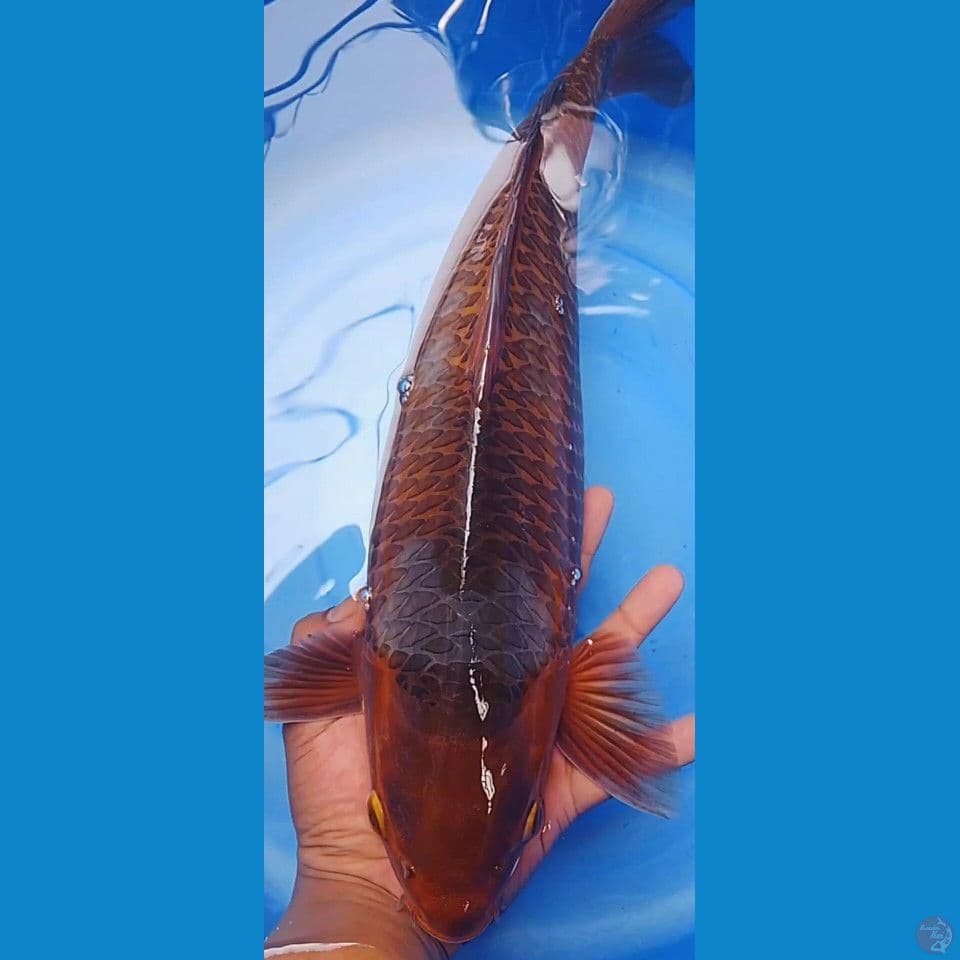 sabikoyo 47cm