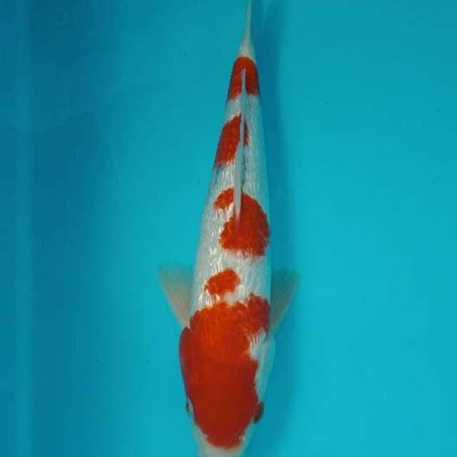 Kohaku ginrin 31 cm