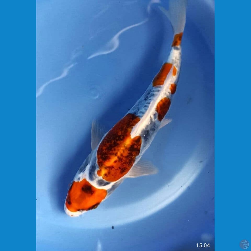 Kiko 21cm