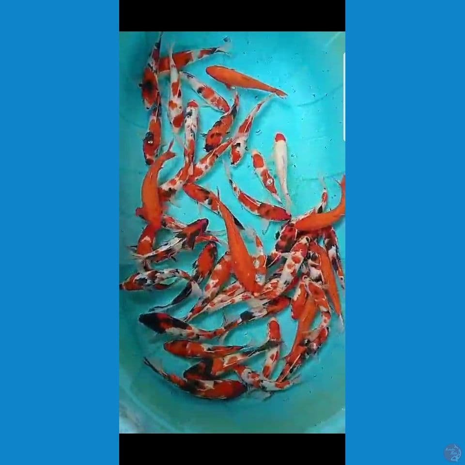 showa 20-25cm
