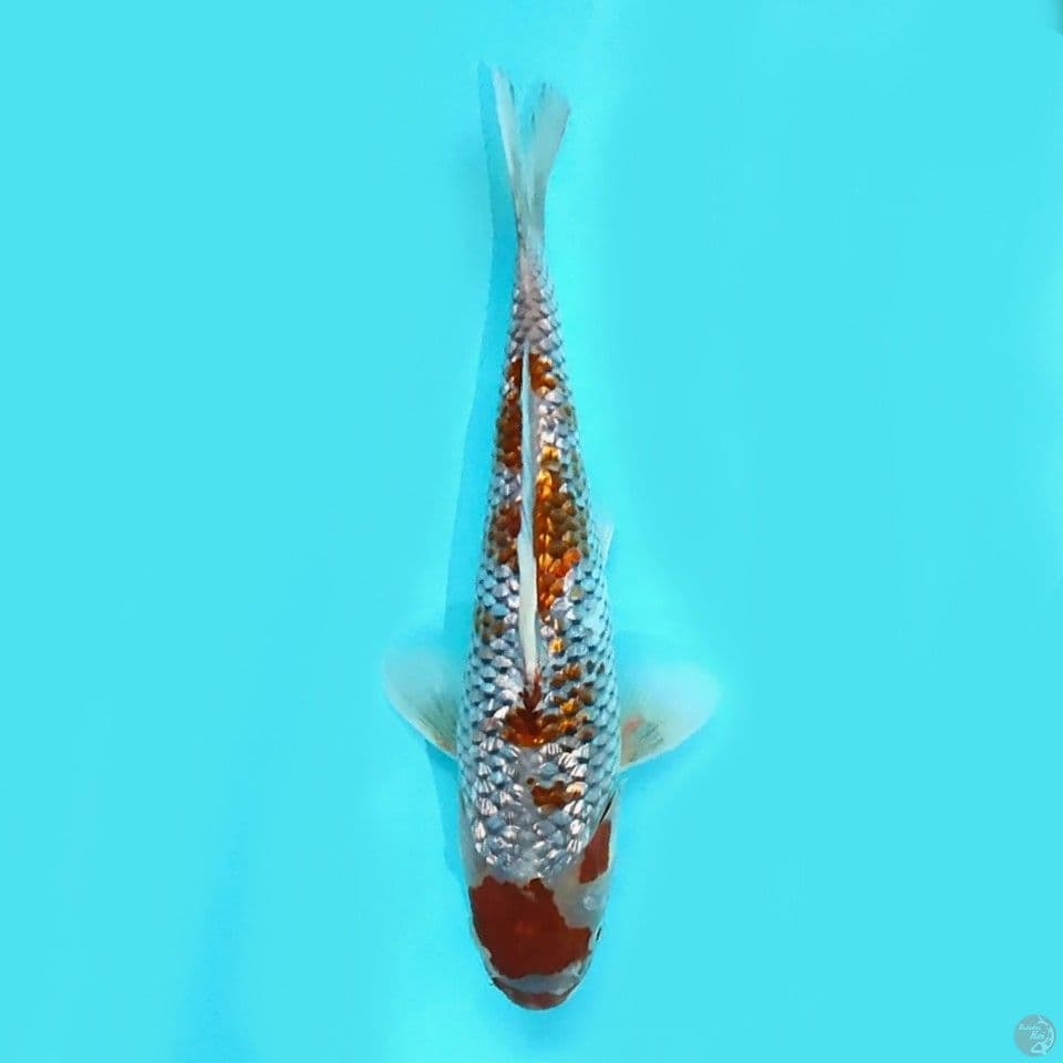 Ochiba gindrin 25 cm SQ