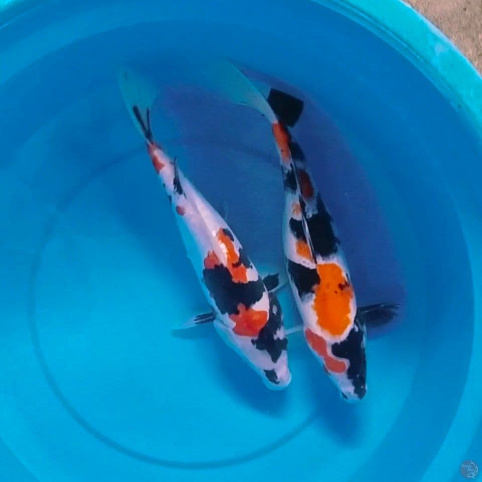 doitsu sisek 32_33cm