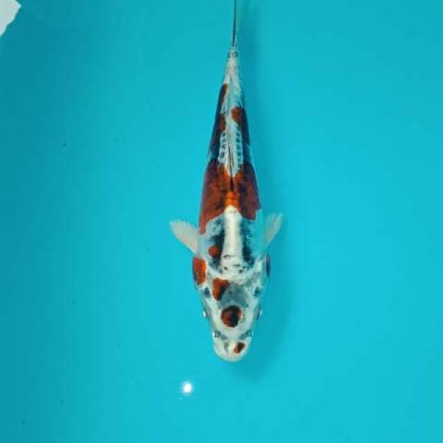Kikokuryu 20 cm