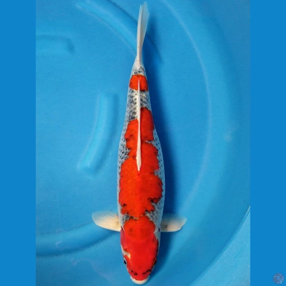 RED GOSHIKI 47 CM